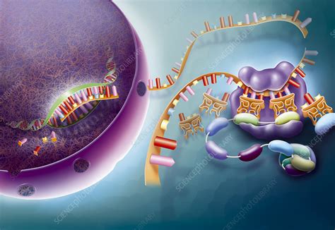 Perretta m., valenzuela a., valladares l. Protein synthesis, illustration - Stock Image - C029/8065 ...