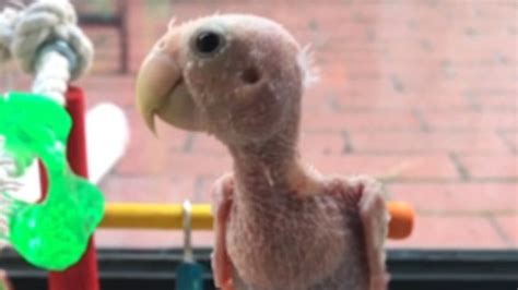 Watch Cute Naked Lovebird Becomes Sensation After Going Viral On The Internet Metro Video