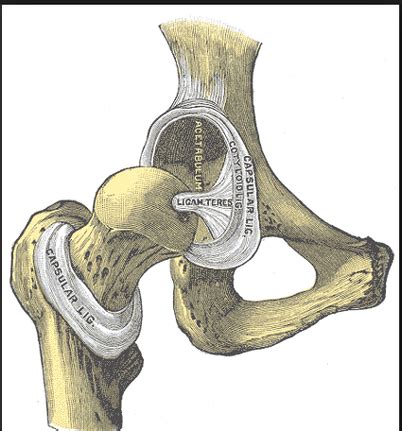 Knee assessment and hip mechanics online course: Dog Hip Dislocation Causes, Symptoms and Treatment | Dog ...