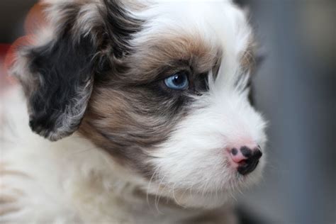 An australian shepherd puppy that is socialized poorly is likely to be fearful and shy housebreak your puppy as early as possible. Unnamed - Australian Shepherd Poodle cross puppy