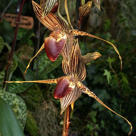 Orchid Id Paphiopedilum Nathaniels Florence Gracia