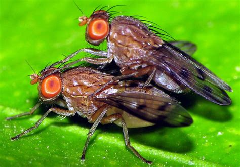 Food Bacteria Can Hijack Sexual Behavior Of Flies Wired