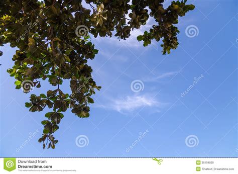 Tree Branches With Leaves Against Blue Sky Stock Image