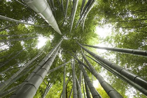 Forêt de bambous en contre plongé Denis MERCK Photographe