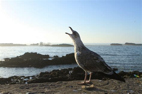 Cri de mouette perçant : Oiseaux : Animaux : Port de pêche d'Essaouira