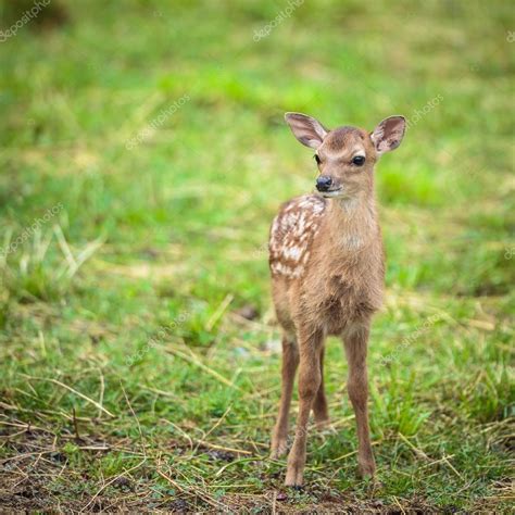 Little Sika Deer — Stock Photo © Lightpoet 86130082