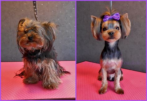 Pin By Kim Veilleux On Asian Fusion Grooming Dog Haircuts Yorkie