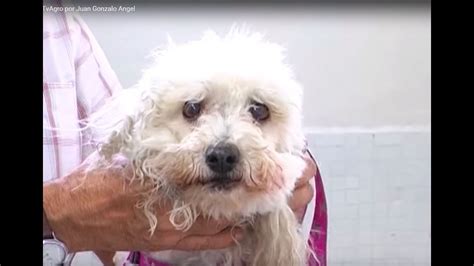 Now researchers who have been tracking people with heart failure over ten years have found they are more likely to be diagnosed with cancer. Cáncer en perros - TvAgro por Juan Gonzalo Angel - YouTube