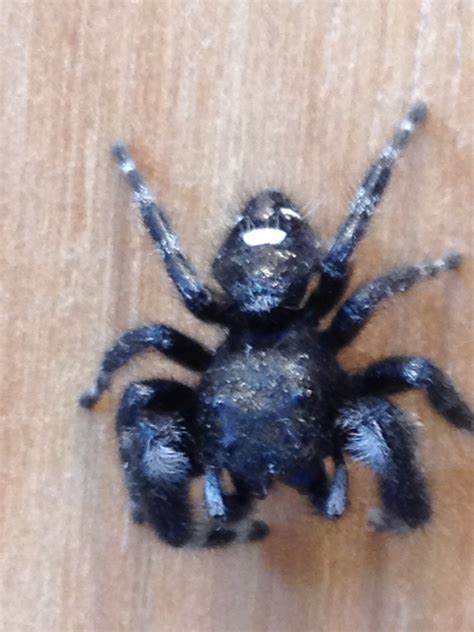 Like puppies, bunnies, babies, and so on. I'm being stalked by a jumping spider - SpiderHugger