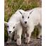 Mountain Goat  Yukon Wildlife Preserve