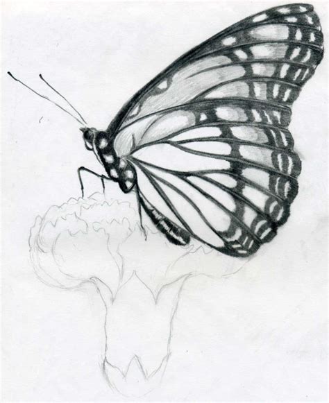 Butterfly Pencil Drawings Desenho Simples Borboleta Borboletas