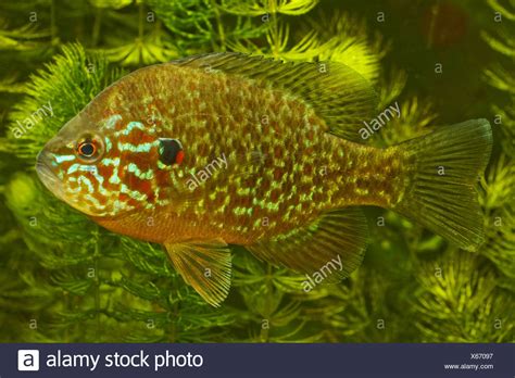 All products bahia/sunfish/vago complete boats fasteners foil graphics/printed/packaging items kit miscellaneous line part/hardware sail soft goods spar transport/storage multi pico/sunfish sunfish. pumpkin-seed sunfish, pumpkinseed (Lepomis gibbosus), male ...