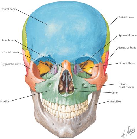Scalp Bone Anatomy