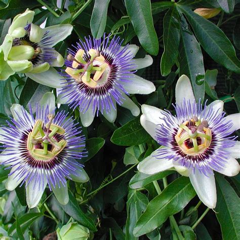 Passiflora Caerulea Waterloo Blue Passion Flower From Sandys Plants