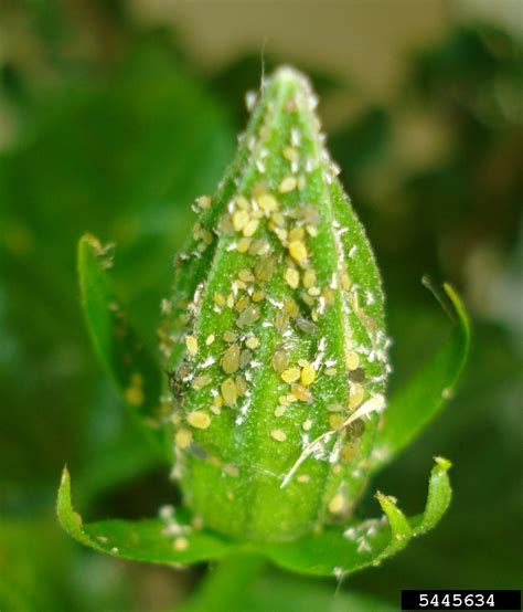 Pest Problems Of Hibiscus Common Bugs That Feed On