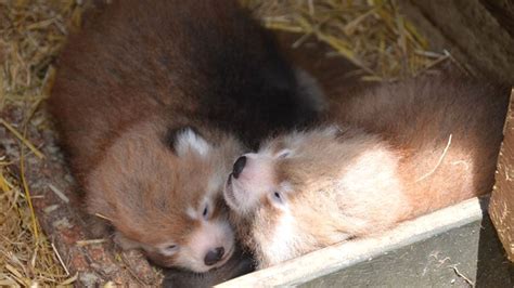 Double Trouble Rare Red Panda Twins Are Super Snuggly