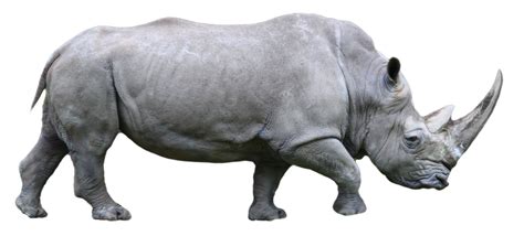 Rhino Png Transparent Image Download Size 1024x463px