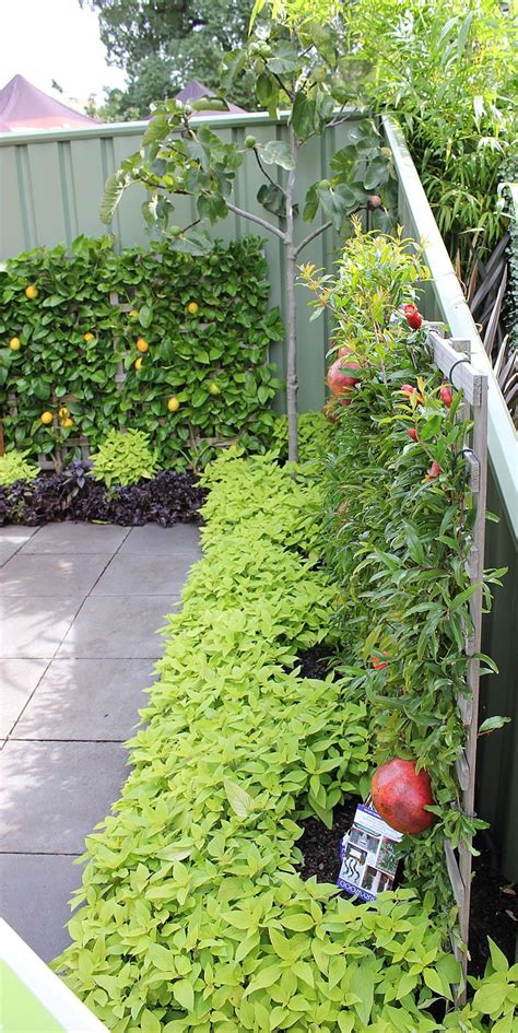 If you only have a few fruit trees it might be easier and cheaper to fence off the trees individually rather than the whole garden. A Persian Carpet Garden with Espalier Lemon + Pomegranate ...