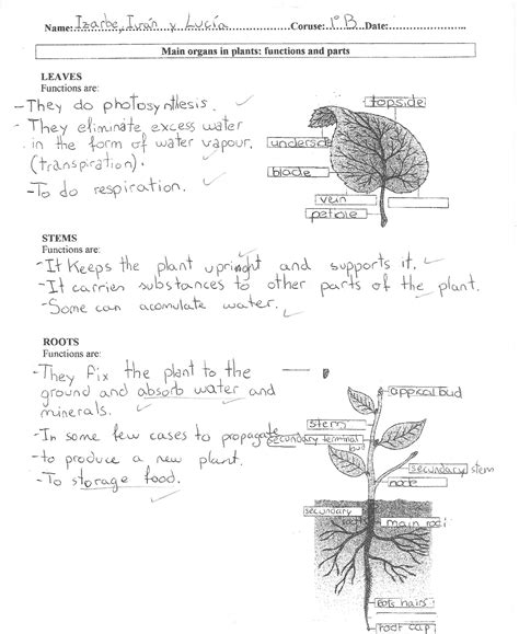 Blog De Aula De 1º2º Eso Ies Tm Plants Organs And Functions
