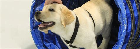 We ensure your peace of mind when leaving your pet with us. Training Application | Lucky Paws Pet Resort