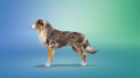 Bowlofpixels The Sims 4 Cap Dog Breeds And Presets Australian