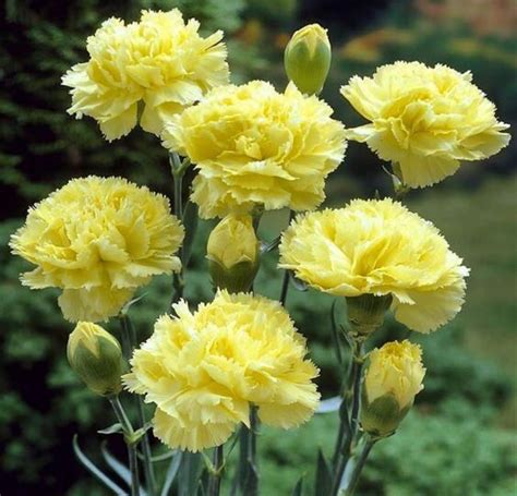 Yellow Carnations In 2022 Yellow Carnations Dianthus Caryophyllus