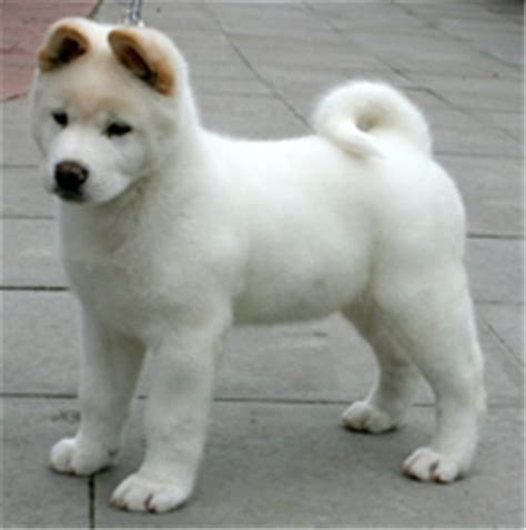 15 Most Popular Akita Dog Pictures White Beautiful Akita Puppy Akita