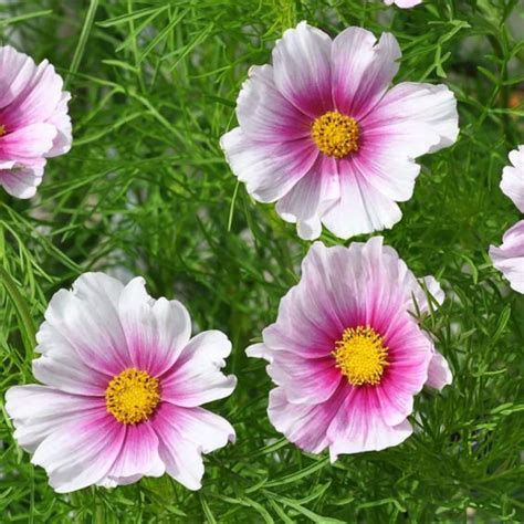 Cosmos Daydream Seeds Cosmos Versailles Flush Cosmos Sweet Etsy