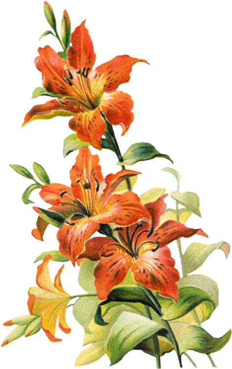 5,416 free images of vintage flowers. Free Vintage Tiger Lily Flower