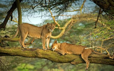 Lions Forest Lake Nakuru Kenya 2021 Bing Hd Wallpaper Peakpx