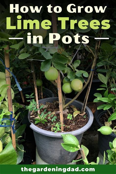 Are You Interested In Learning How To Grow Lime Trees In Pots If So
