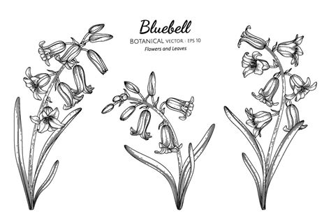 Three Different Types Of Bluebell Flowers On A White Background With