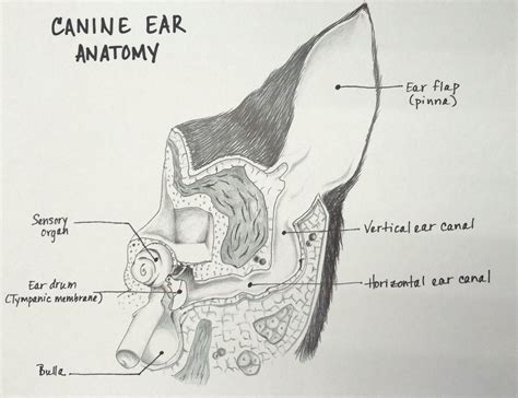 Dogs Ear Vessel Anatomy