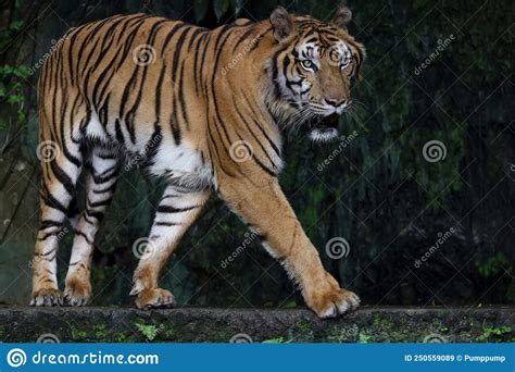 Close Up Indochinese Tiger Is Beautiful Animal And Dangerous In Forest