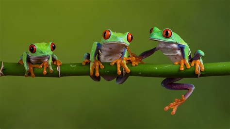 Desktop Frog Wallpaper Whatspaper