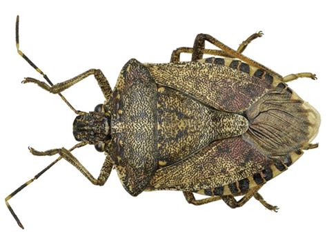 How To Get Rid Of Single Brown Marmorated Stink Bug Bmsb Kings