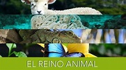 Reino Animal o Animalia: Características y Clasificación de los ...