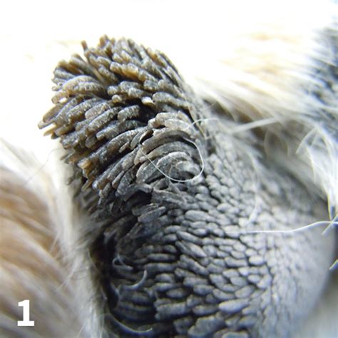 Top 5 Causes Of Crusted Paw In Dogs Clinicians Brief