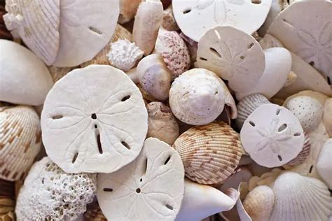 10 Interesting Facts About Sand Dollars