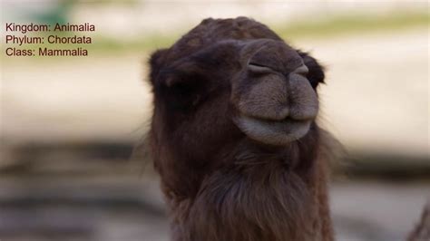 Camel Camelus Animal Dromedary Youtube