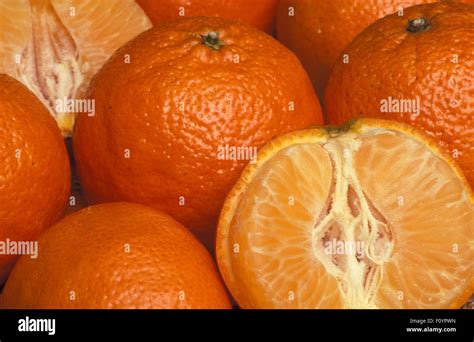 Mandarin Citrus Reticulata Hi Res Stock Photography And Images Alamy