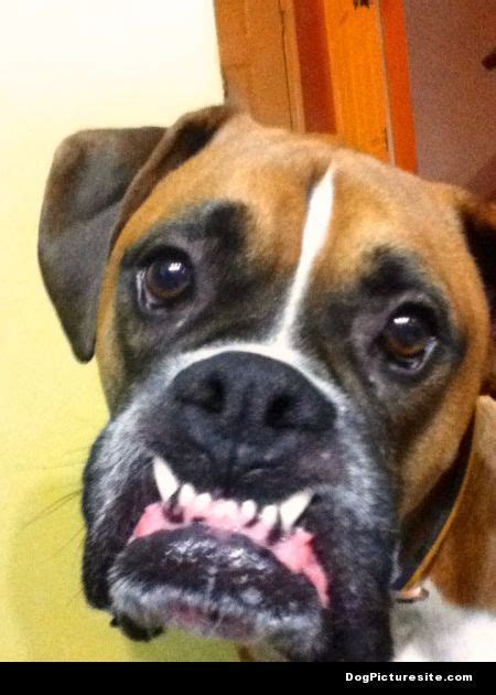 Boxer Smile Ftw Boxer Dogs Funny Boxer Dogs Funny Boxer