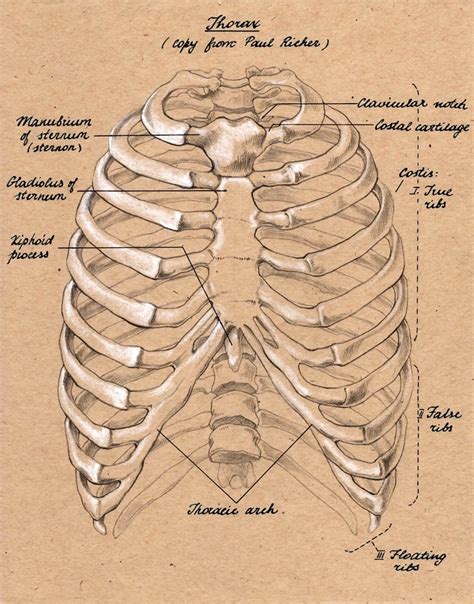 Rib Cage Front Anatomia Pinterest Rib Cage Anatomy And Human Anatomy