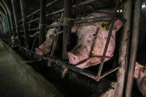 Top 142 Animal Rights Factory Farming