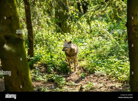 Gray Wolf In The Woods Between Green Trees Stock Photo Alamy