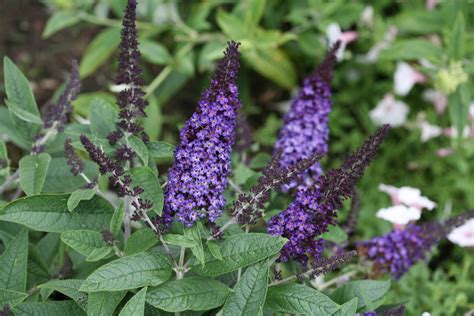 Pugster Blue® Butterfly Bush Buddleia X Proven Winners