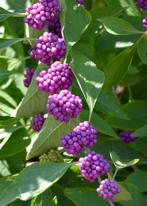 Beautyberry Fruit Adds Beauty To Landscapes Mississippi State University Extension Service