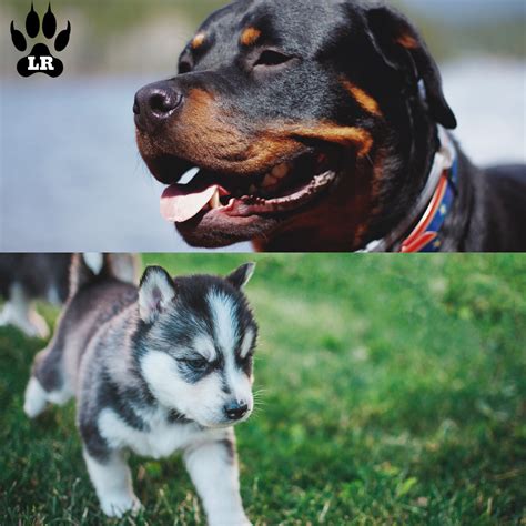 The Rottweiler Husky Mix - AKA, the Rottsky | Labrottie.com