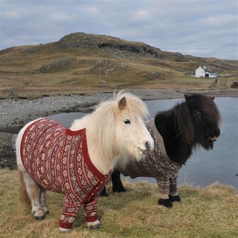 Shetland Ponies In Jumpers Too Cute Shetland Pony Horses Pony
