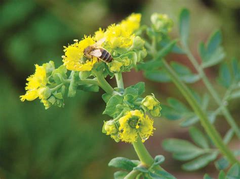 Herb To Know Common Rue Mother Earth Living